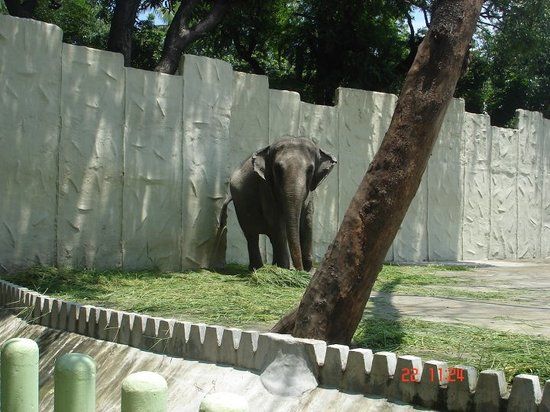 Zoo de Manille